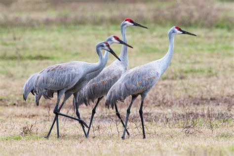 Sandhill Crane wallpapers, Animal, HQ Sandhill Crane pictures | 4K ...