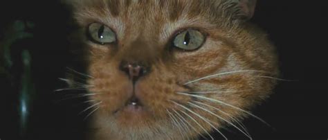 Alien 1979 TV Spot 的图像结果