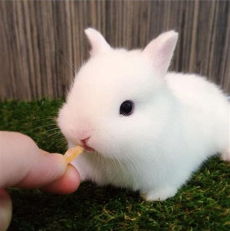 小白兔喜欢吃什么食物？_360问答