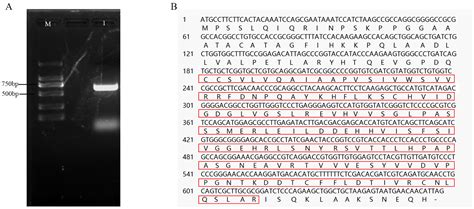 Insights into the PYR/PYL/RCAR Gene Family in Pomegranates (Punica granatum L.): A Genome-Wide ... - family of pomegranate