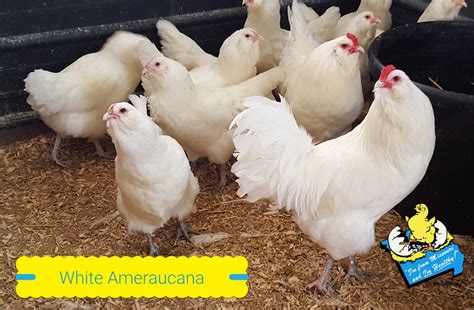 White Ameraucana Chickens For Sale - Baby Chicks | Cackle Hatchery®