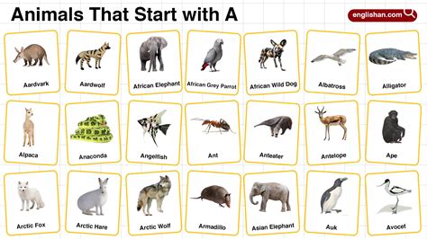All Animals Names in English with Their Pictures