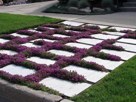1,000 Creeping Thyme Seeds for Planting MVR1 - Heirloom Non-GMO Ground ...
