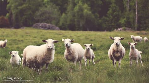 JavaScript Vdos 的图像结果