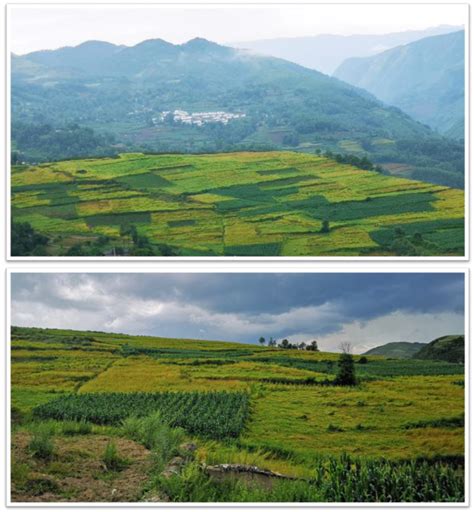 Assessment of the Resilience of a Tartary Buckwheat (Fagopyrum ...