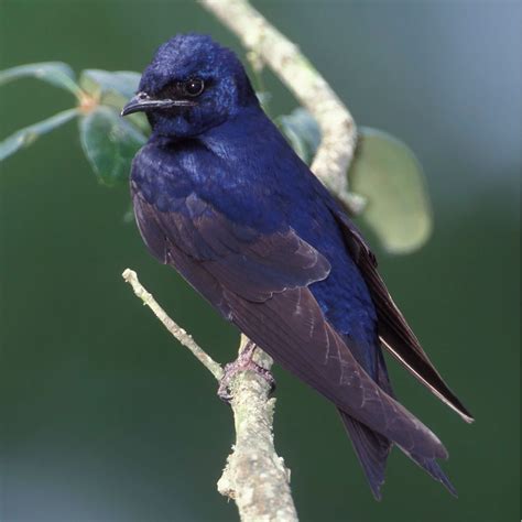 Purple martin – Artofit
