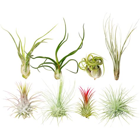 Flowering Air Plants 的图像结果
