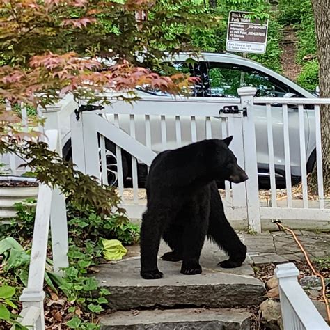 2nd black bear in a year enters DC's Brookland neighborhood - WTOP News