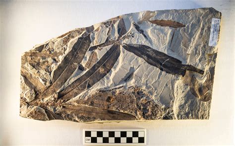 Image result for Alien Plants in Seed Woman