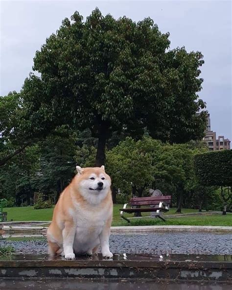 Uncle Murphy | Know Your Meme