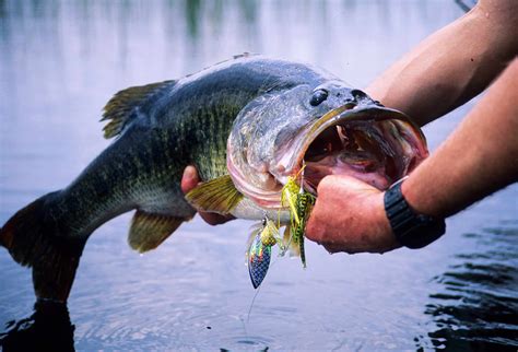 Largest Largemouth Bass Ever Caught - Dibujos Cute Para Imprimir
