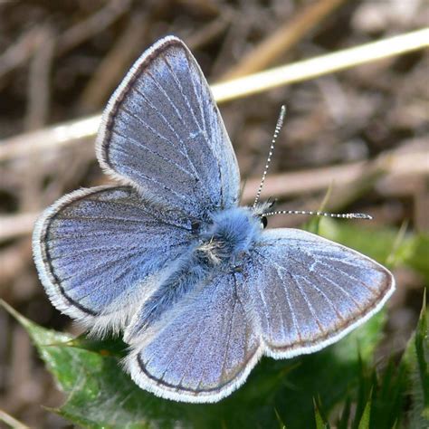 Butterfly Photographs: Fenders Blue, Mission Blue and Bay Checkerspot ...