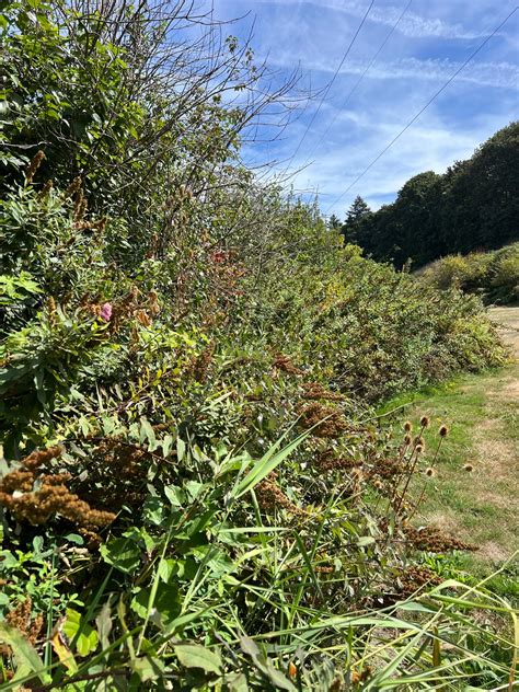Burnt Bridge Creek Greenway Trail – Vancouver Audubon