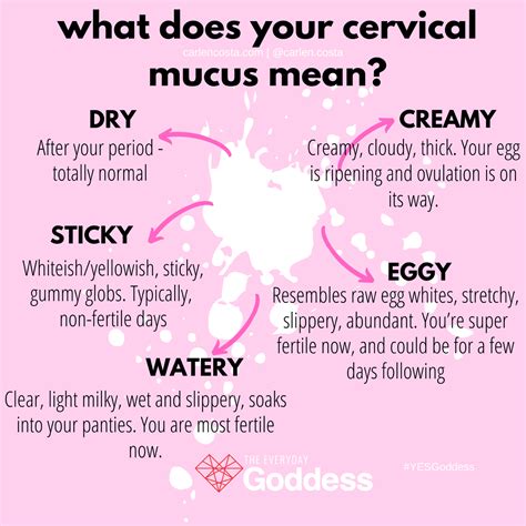 Cervical mucus – Artofit