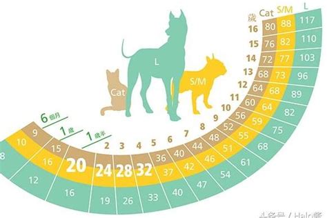 猫咪年龄对照表&平均寿命｜你家主子几岁啦_什么值得买