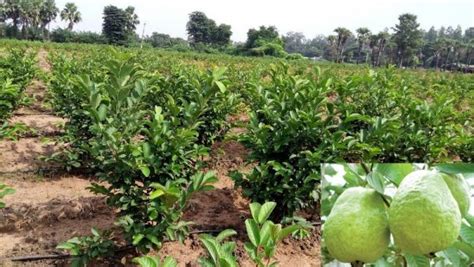 Growing Conditions of Taiwan pink guava plant - Urban plants - Urban ...