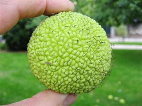 Hedge Apples - Osage Orange