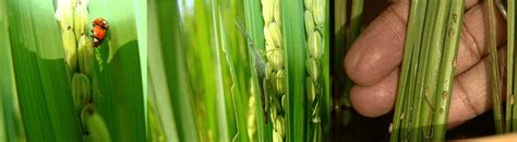 e-Pest Surveillance and Pest Management