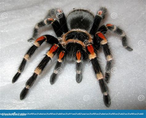 Mexican Tarantula Brachypelma Smithi on White Background. Big Colorful ...
