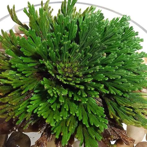 Dive Into The Spiritual Plant World: Full Rose of Jericho Care Guide