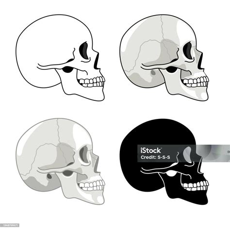 Human Skull Profile