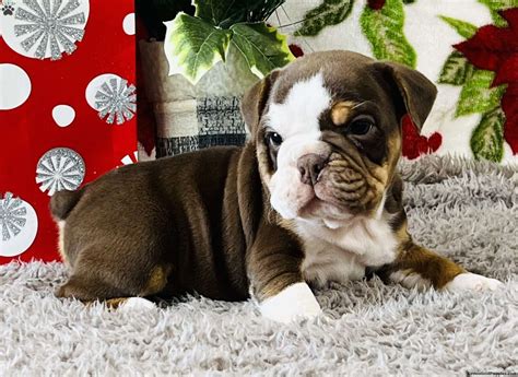Rottweiler English Bulldog Mix