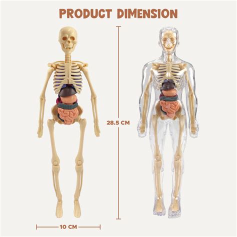 NHR 3D Human Body Model for Kids , Fully Transparent Body With 29 Pcs ...
