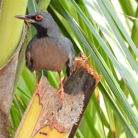 Leon Levy Native Plant Preserve (Eleuthera) - All You Need to Know ...
