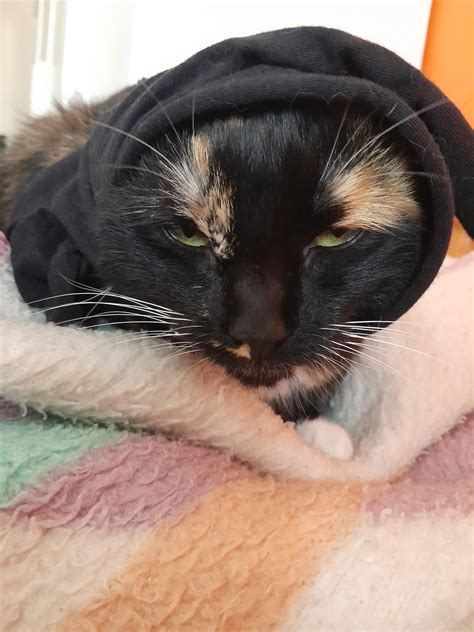 Since everyone is talking about marriage, how do I get jasmine married ...