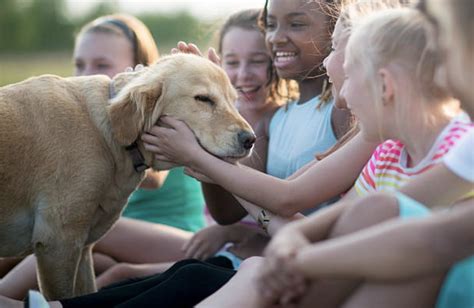 How Can Pets be Used in Therapy? | Focus Care