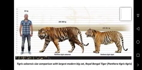 Siberian Tiger Vs Bengal Tiger
