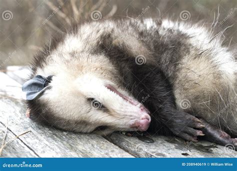 Opossum Playing Dead