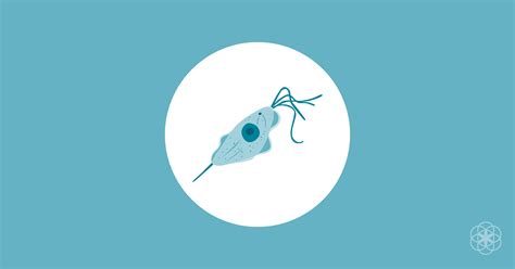 Trichomoniasis Men Symptoms