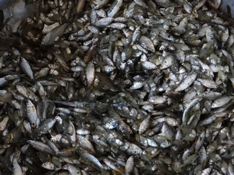 Celebrating India’s Riverine Fisheries on the World Fisheries Day – SANDRP