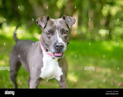 White Terrier Mix Breeds