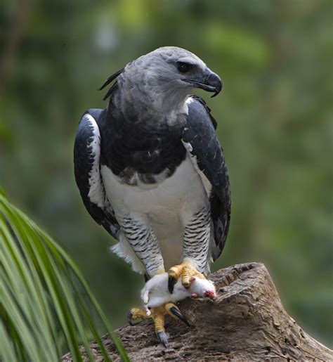 Everything You Wanted to Know About the Harpy Eagle - HubPages