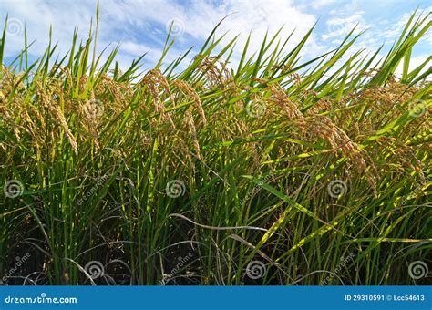 Paddy rice stock image. Image of grain, outdoors, agriculture - 29310591