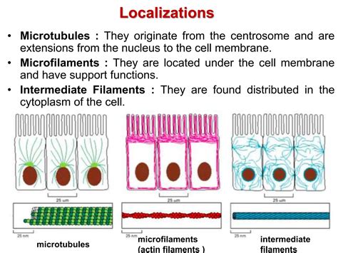 structure and functions of cytoskeletons | PPTX