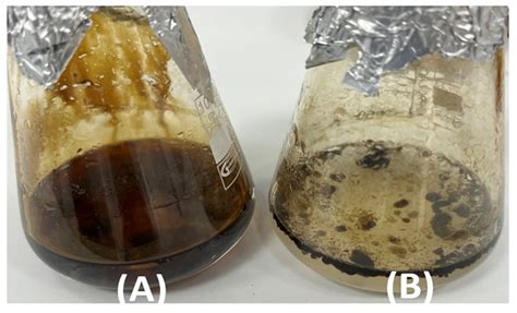 Genomic Insights of Wheat Root-Associated Lysinibacillus fusiformis ...