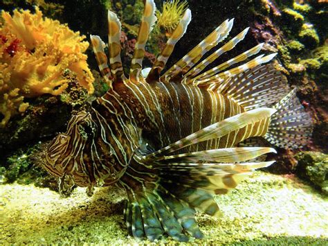 Image result for Fish Imafe for Python Code