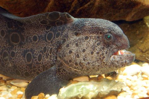 Wolf Eel | Pics4Learning