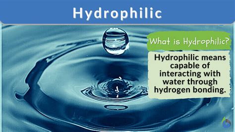 Hydrophilic Examples