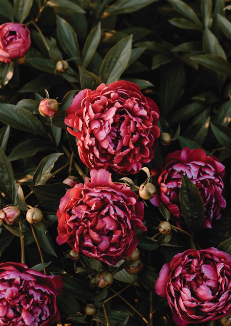 Blank - Red Flowers, Bush Code 50 - Colman Wholesale