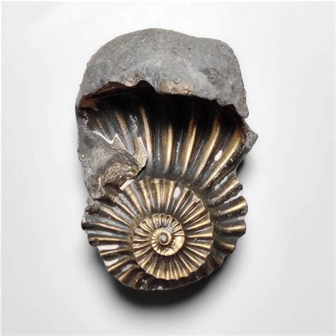 Buy Raw Pyritized Ammonite Negative Fossil Specimen N14439 Online at ...