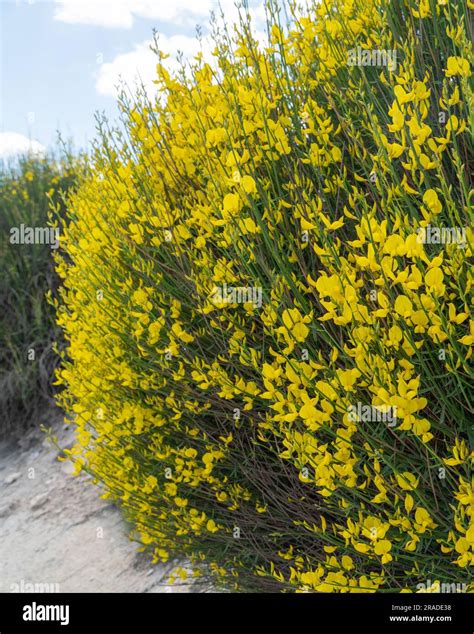 Weavers broom hi-res stock photography and images - Alamy