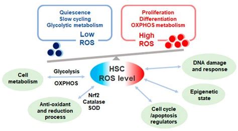 Hematopoietic Stem Cells | Encyclopedia MDPI
