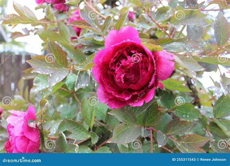 Raindrops on a Rose at a Garden in Whidbey Island Stock Image - Image ...