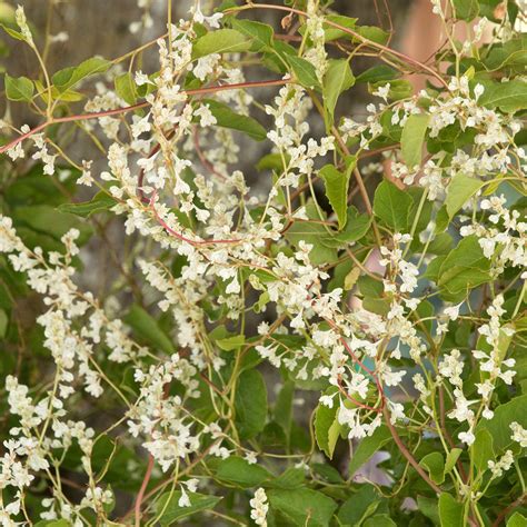 Silver Lace Vine - www.greenthumbgear.com