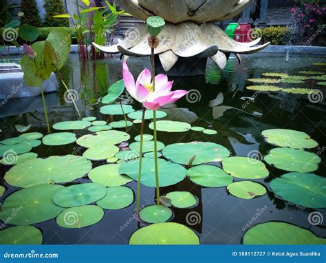 Garden Pond with Natural Lotus Flower Plants in the Yard of Buddhist ...