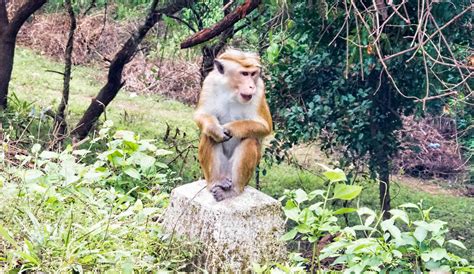 Sri Lanka: Plan to export 1 lakh crop-raiding monkeys to China sparks ...